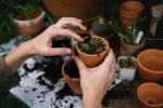 Cacti Gardening Grow | NorthernBeachesMums