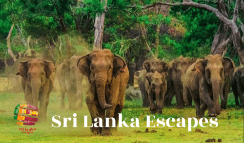 Sri Lanka Escapes