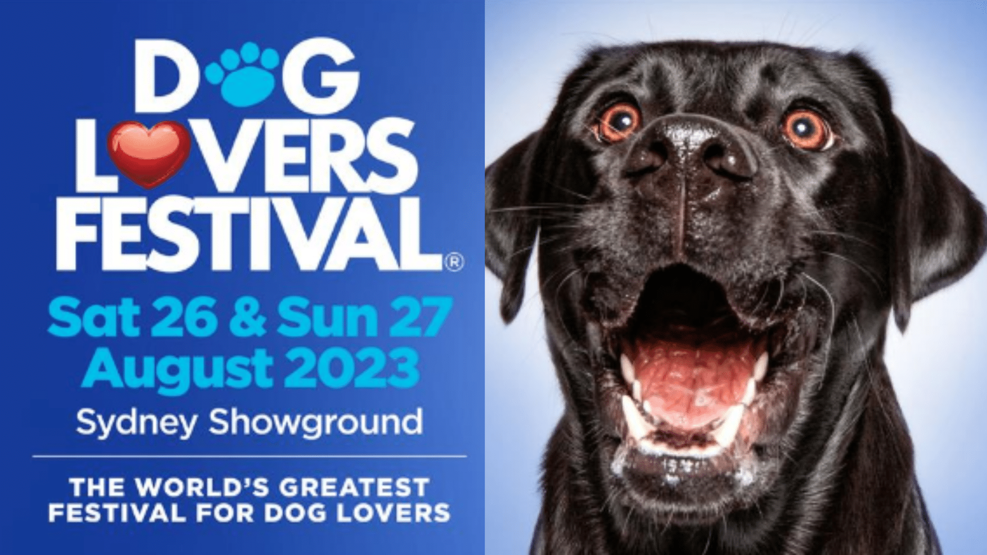 Sydney Dog Lovers Festival 2023 Northern Beaches Mums