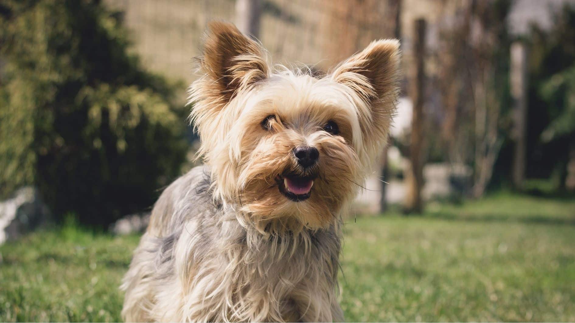 Yorkshire Small Dog