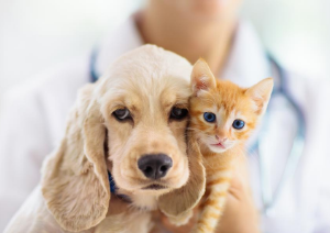 Pets